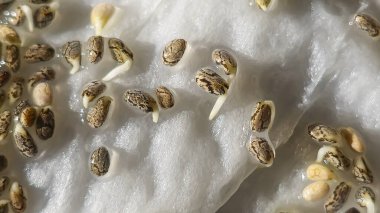 Mikroçimler. Evde chia yetiştiriyorum. Üç haftalık chia lahanası. Adım adım talimatlar. Vegan ve sağlıklı beslenme konsepti.