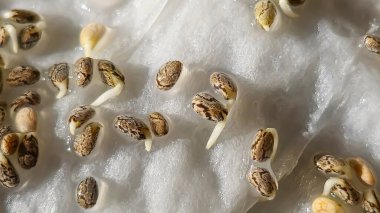 Mikroçimler. Evde chia yetiştiriyorum. Üç haftalık chia lahanası. Adım adım talimatlar. Vegan ve sağlıklı beslenme konsepti.