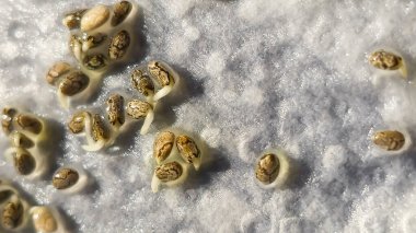 Mikroçimler. Evde chia yetiştiriyorum. Üç haftalık chia lahanası. Adım adım talimatlar. Vegan ve sağlıklı beslenme konsepti.