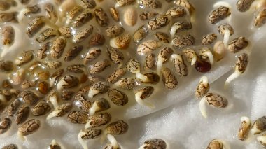 Mikroçimler. Evde chia yetiştiriyorum. Üç haftalık chia lahanası. Adım adım talimatlar. Vegan ve sağlıklı beslenme konsepti.