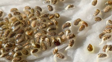 Mikroçimler. Evde chia yetiştiriyorum. Üç haftalık chia lahanası. Adım adım talimatlar. Vegan ve sağlıklı beslenme konsepti.