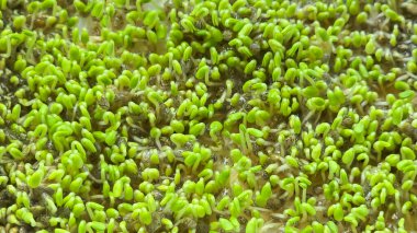 Mikroçimler. Evde chia yetiştiriyorum. Üç haftalık chia lahanası. Adım adım talimatlar. Vegan ve sağlıklı beslenme konsepti.