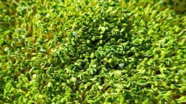 Mikroçimler. Evde chia yetiştiriyorum. Üç haftalık chia lahanası. Adım adım talimatlar. Vegan ve sağlıklı beslenme konsepti.