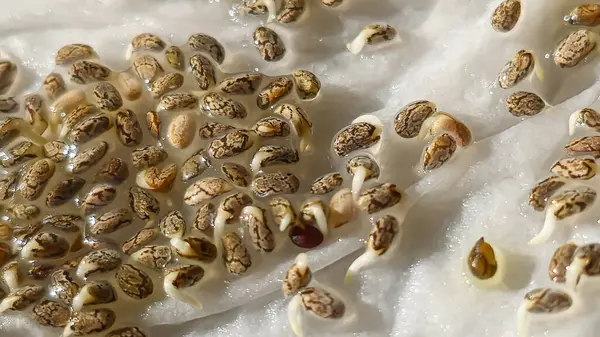 Mikroçimler. Evde chia yetiştiriyorum. Üç haftalık chia lahanası. Adım adım talimatlar. Vegan ve sağlıklı beslenme konsepti.