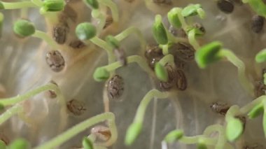 Mikroçimler. Evde chia yetiştiriyorum. Üç haftalık chia lahanası. Adım adım talimatlar. Vegan ve sağlıklı beslenme konsepti.