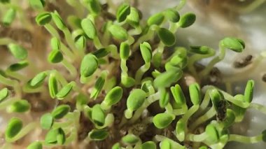 Mikroçimler. Evde chia yetiştiriyorum. Üç haftalık chia lahanası. Adım adım talimatlar. Vegan ve sağlıklı beslenme konsepti.