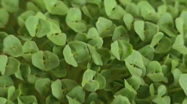 Mikroçimler. Evde chia yetiştiriyorum. Üç haftalık chia lahanası. Adım adım talimatlar. Vegan ve sağlıklı beslenme konsepti.