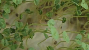 Mikroçimler. Evde chia yetiştiriyorum. Üç haftalık chia lahanası. Adım adım talimatlar. Vegan ve sağlıklı beslenme konsepti.