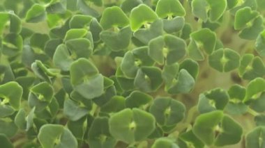 Mikroçimler. Evde chia yetiştiriyorum. Üç haftalık chia lahanası. Adım adım talimatlar. Vegan ve sağlıklı beslenme konsepti.