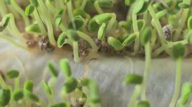 Mikroçimler. Evde chia yetiştiriyorum. Üç haftalık chia lahanası. Adım adım talimatlar. Vegan ve sağlıklı beslenme konsepti.