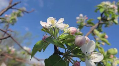 Elma ağacının bahar çiçeği. Ağaç dallarında çiçekler ve tomurcuklar. Yazlık evlerde ağaçlar ve meyveler. Hasat et