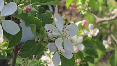 Elma ağacının bahar çiçeği. Ağaç dallarında çiçekler ve tomurcuklar. Yazlık evlerde ağaçlar ve meyveler. Hasat et