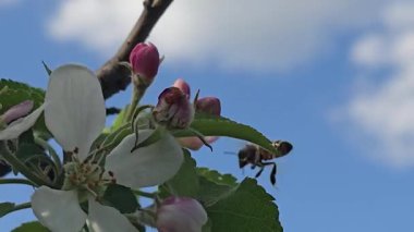 Elma ağacının bahar çiçeği. Ağaç dallarında çiçekler ve tomurcuklar. Yazlık evlerde ağaçlar ve meyveler. Hasat et