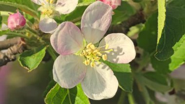 Elma ağacının bahar çiçeği. Ağaç dallarında çiçekler ve tomurcuklar. Yazlık evlerde ağaçlar ve meyveler. Hasat et