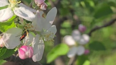 Elma ağacının bahar çiçeği. Ağaç dallarında çiçekler ve tomurcuklar. Yazlık evlerde ağaçlar ve meyveler. Hasat et