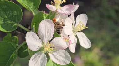 Elma ağacının bahar çiçeği. Ağaç dallarında çiçekler ve tomurcuklar. Yazlık evlerde ağaçlar ve meyveler. Hasat et