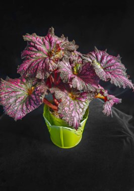 Dekoratif ev bitkileri begonyası. Odanın iç dekorasyonu. Büyük renkli yapraklar. Koyu arkaplan