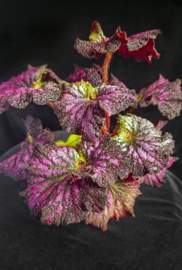 Dekoratif ev bitkileri begonyası. Odanın iç dekorasyonu. Büyük renkli yapraklar. Koyu arkaplan