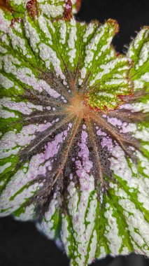 Dekoratif ev bitkileri begonyası. Odanın iç dekorasyonu. Büyük renkli yapraklar. Koyu arkaplan