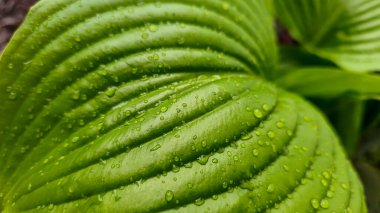 Yazlık bir evde, yağmur damlalarında büyük yeşil yapraklar. Dekoratif çiçekler. Ev tasarımı