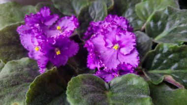 Dekoratif menekşeler, kapalı alan bitkileri. Oda dekorasyonu. Büyük çiçekler. Ev tasarımı