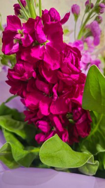 Açık arkaplanda bir buket leylak pembesi ve kırmızı matthiola çiçeği. Tatil hediyesi.