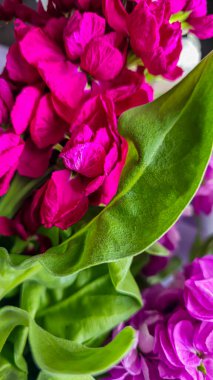 Açık arkaplanda bir buket leylak pembesi ve kırmızı matthiola çiçeği. Tatil hediyesi.