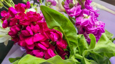 Açık arkaplanda bir buket leylak pembesi ve kırmızı matthiola çiçeği. Tatil hediyesi.