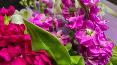 Açık arkaplanda bir buket leylak pembesi ve kırmızı matthiola çiçeği. Tatil hediyesi.