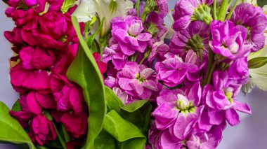 Açık arkaplanda bir buket leylak pembesi ve kırmızı matthiola çiçeği. Tatil hediyesi.