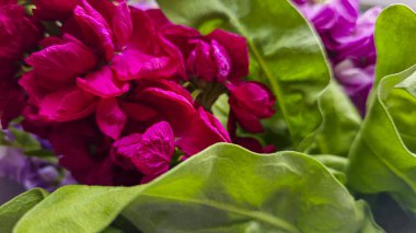 Açık arkaplanda bir buket leylak pembesi ve kırmızı matthiola çiçeği. Tatil hediyesi.