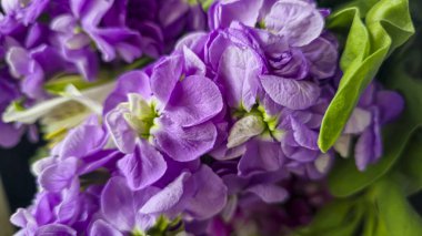 Açık arkaplanda bir buket leylak pembesi ve kırmızı matthiola çiçeği. Tatil hediyesi.