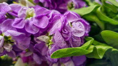 Açık arkaplanda bir buket leylak pembesi ve kırmızı matthiola çiçeği. Tatil hediyesi.