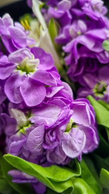 Açık arkaplanda bir buket leylak pembesi ve kırmızı matthiola çiçeği. Tatil hediyesi.