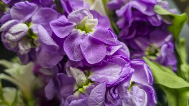 Açık arkaplanda bir buket leylak pembesi ve kırmızı matthiola çiçeği. Tatil hediyesi.