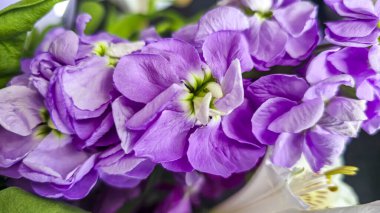 Açık arkaplanda bir buket leylak pembesi ve kırmızı matthiola çiçeği. Tatil hediyesi.