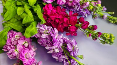 Açık arkaplanda bir buket leylak pembesi ve kırmızı matthiola çiçeği. Tatil hediyesi.