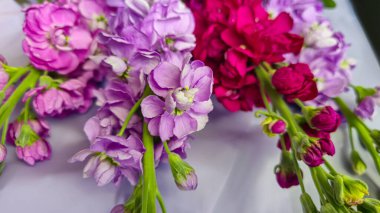 Açık arkaplanda bir buket leylak pembesi ve kırmızı matthiola çiçeği. Tatil hediyesi.