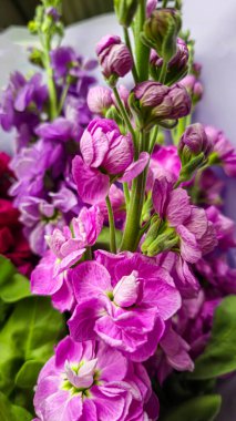 Açık arkaplanda bir buket leylak pembesi ve kırmızı matthiola çiçeği. Tatil hediyesi.