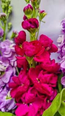 Açık arkaplanda bir buket leylak pembesi ve kırmızı matthiola çiçeği. Tatil hediyesi.