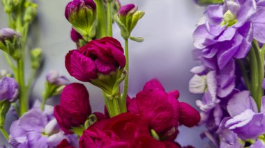 Açık arkaplanda bir buket leylak pembesi ve kırmızı matthiola çiçeği. Tatil hediyesi.