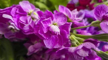 Açık arkaplanda bir buket leylak pembesi ve kırmızı matthiola çiçeği. Tatil hediyesi.