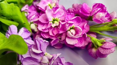 Açık arkaplanda bir buket leylak pembesi ve kırmızı matthiola çiçeği. Tatil hediyesi.