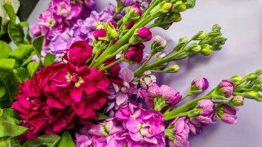 Açık arkaplanda bir buket leylak pembesi ve kırmızı matthiola çiçeği. Tatil hediyesi.