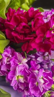 Açık arkaplanda bir buket leylak pembesi ve kırmızı matthiola çiçeği. Tatil hediyesi.