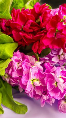 Açık arkaplanda bir buket leylak pembesi ve kırmızı matthiola çiçeği. Tatil hediyesi.