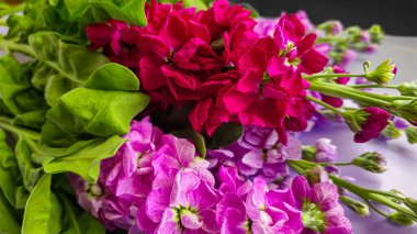 Açık arkaplanda bir buket leylak pembesi ve kırmızı matthiola çiçeği. Tatil hediyesi.