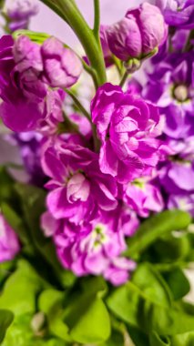 Açık arkaplanda bir buket leylak pembesi ve kırmızı matthiola çiçeği. Tatil hediyesi.