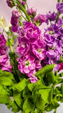 Açık arkaplanda bir buket leylak pembesi ve kırmızı matthiola çiçeği. Tatil hediyesi.