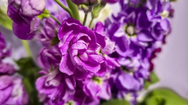 Açık arkaplanda bir buket leylak pembesi ve kırmızı matthiola çiçeği. Tatil hediyesi.